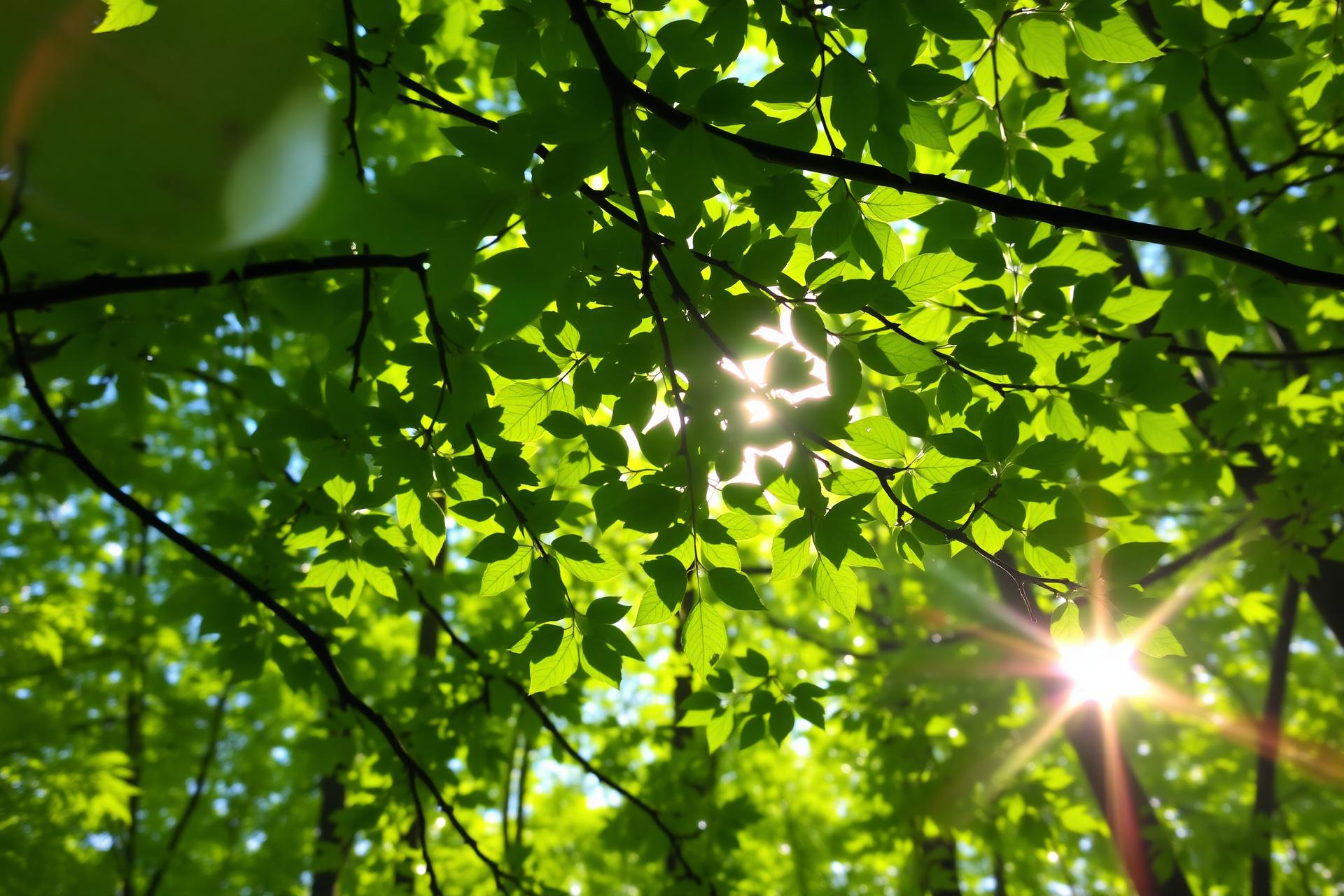 Zonlicht schijnt door frisse groene bladeren in een boslandschap